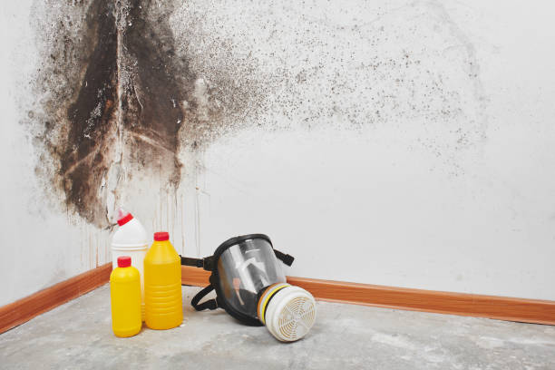 Best Fast Mold Removal  in Freeport, TX