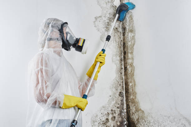 Best Attic Mold Removal  in Freeport, TX