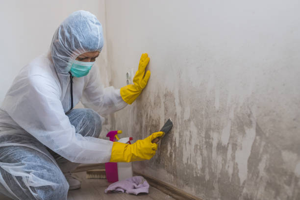 Best Mold Remediation Services  in Freeport, TX