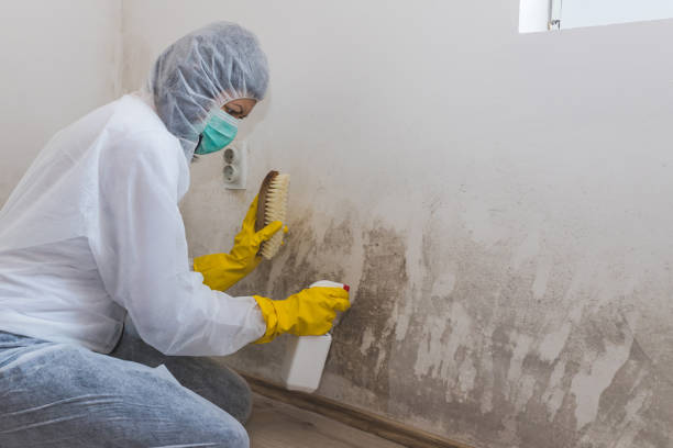 Best Toxic Mold Removal  in Freeport, TX