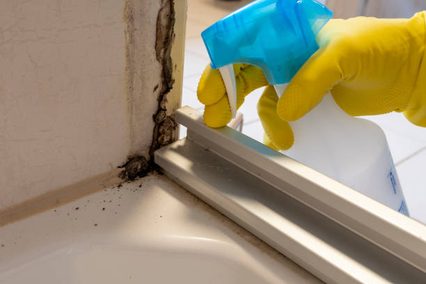 Office Mold Removal Services in Freeport, TX