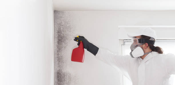 Trusted Freeport, TX Mold Removal Experts