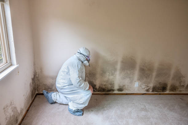 Best Local Mold Removal Service  in Freeport, TX