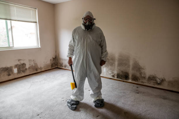 Best Attic Mold Removal  in Freeport, TX