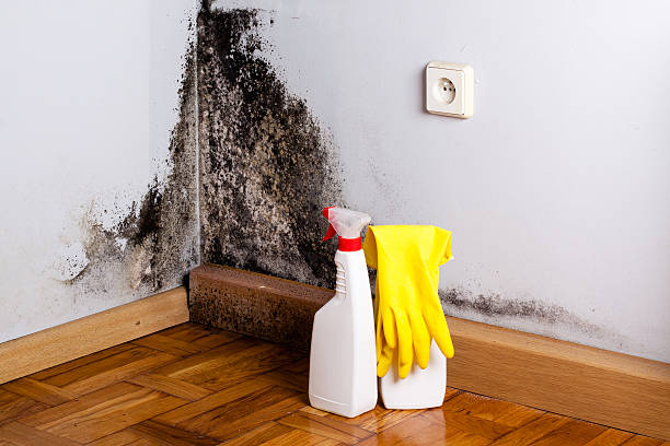 Best Residential Mold Removal  in Freeport, TX