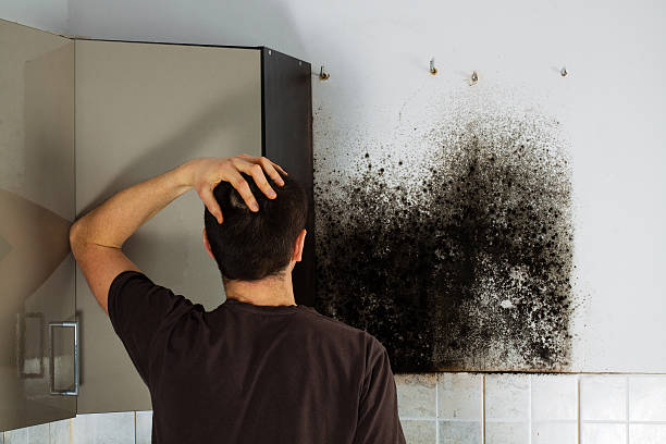 Best Fast Mold Removal  in Freeport, TX