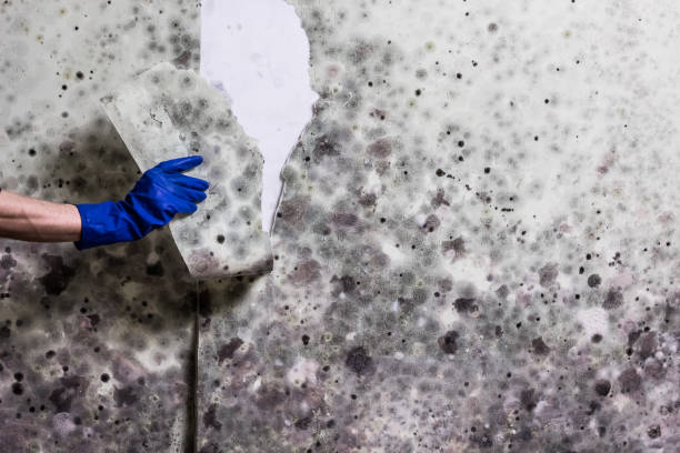 Best Mold Removal Company Near Me  in Freeport, TX