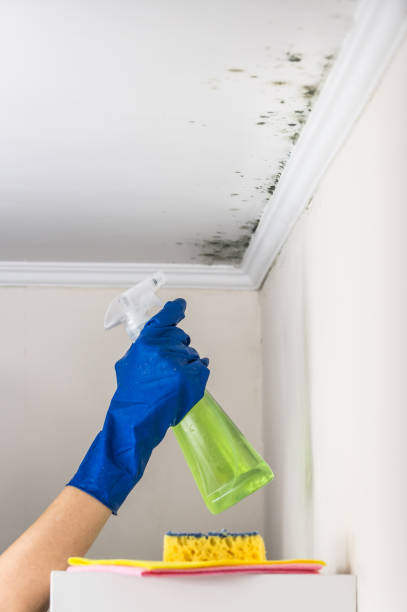 Best Home Mold Removal  in Freeport, TX